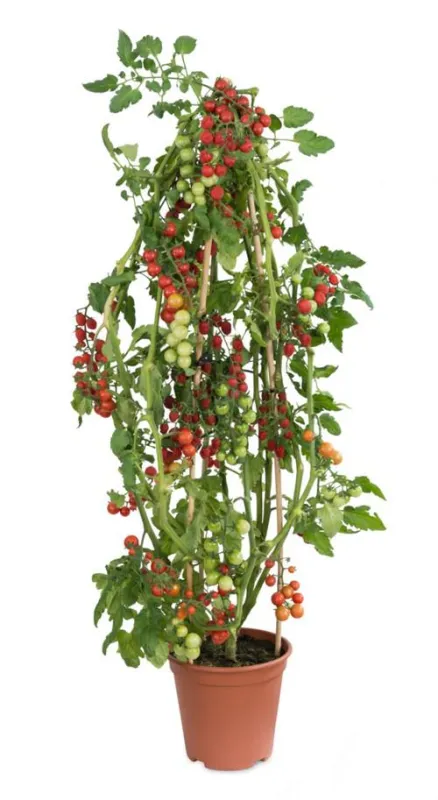 Knackige Tomaccio(R)Tomaten laden zum Naschen ein (c)Hishtil