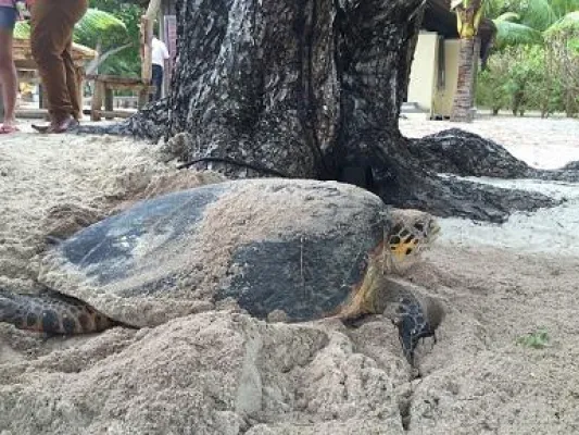 Bild: Auf Schildkröten-Beobachtung