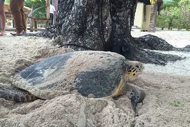 Bild: Auf Schildkröten-Beobachtung