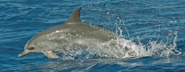 Bild: Der Tipp für bessere Urlaubsfotos: Fotoseminar 'Reise- und Urlaubsfotografie' incl. Delfin-und Walbeobachtung