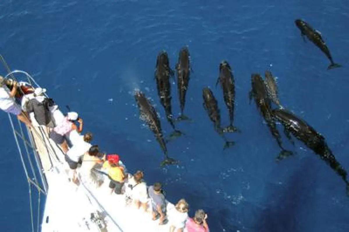 Grindwale vorm Schiffsbug, Foto Tethys