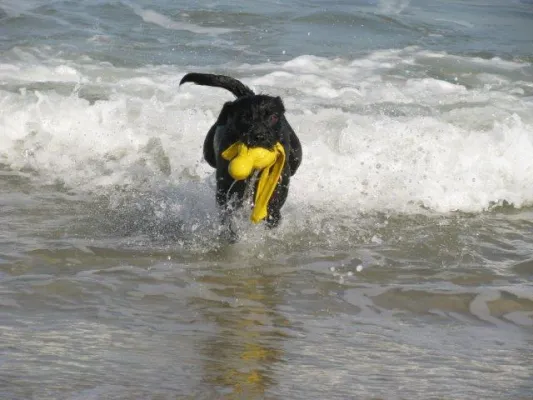 Urlaub mit dem Hund. Barfen im Urlaub: Ein großes Problem? Bild: Urlaub mit dem Hund. Barfen im Urlaub: Ein großes Problem?
