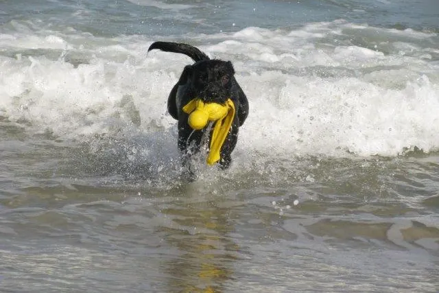 Bild: Urlaub mit dem Hund. Barfen im Urlaub: Ein großes Problem?