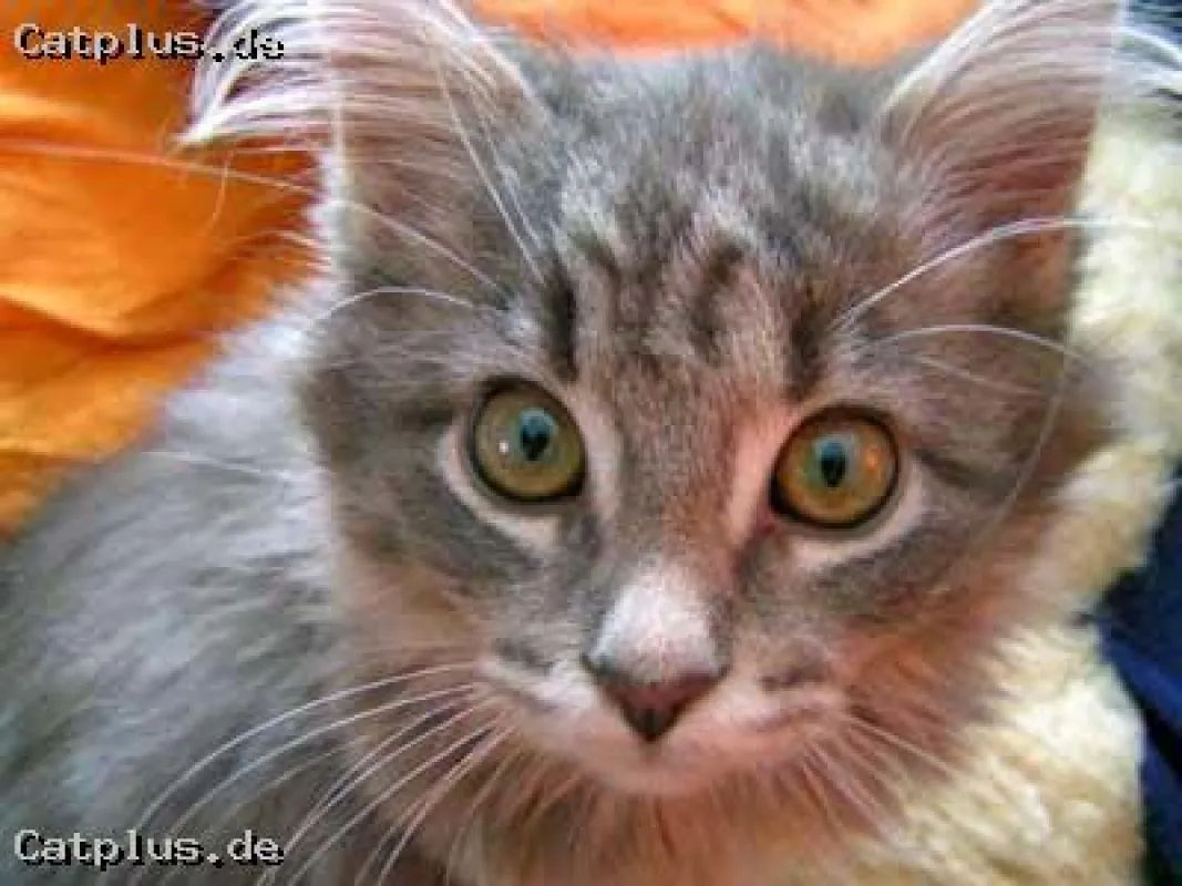 Katzeninfos bei Catplus.de