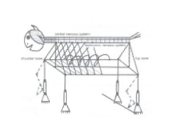 Bild: Hannover Aktuell: Japanische Heilkunde in Hannovers Altstadt