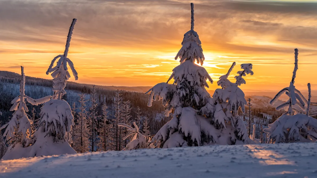 Winterlicher Sonnenuntergang im Oberharz mit verschneiten Fichten (© CellaPix | A. Kolb-Telieps)