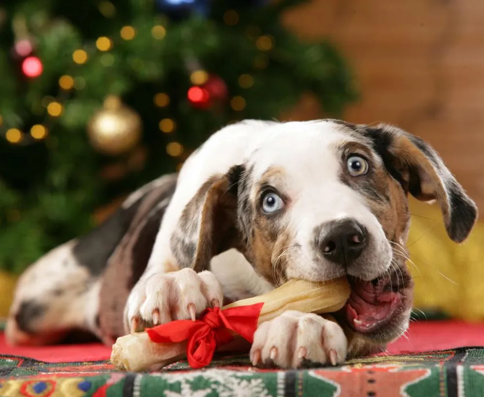 Der große Weihnachtswunsch vieler Kinder: ein vierbeiniger Spielgefährte. Foto: Fressnapf/Immowelt.de