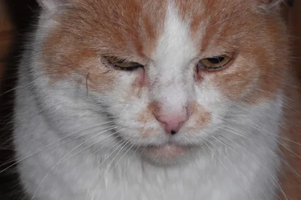 Bild: Tiergeschichten, Reime, Elfengeschichten sowie unser Kater im Märchengarten: „Grismo und der Weihnachtsmann“