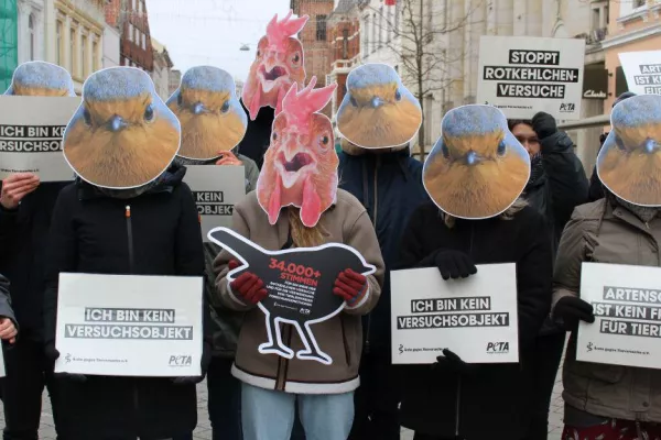 Bild: 35.000 Unterschriften gegen Rotkehlchen-Versuche - Ärzte gegen Tierversuche und PETA protestieren in Oldenburg