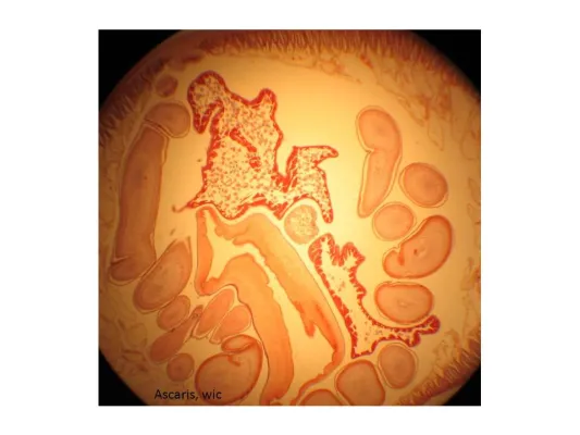 Vorbereitungskurse für das Medizinstudium am Institut für Biologie und Medizin (IFBM Köln) Bild: Vorbereitungskurse für das Medizinstudium am Institut für Biologie und Medizin (IFBM Köln)