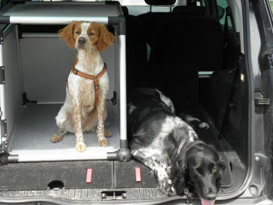 Bild: Der Hund kann nicht schwitzen – Tipps des BJV für Hundehalter an heißen Sommertagen