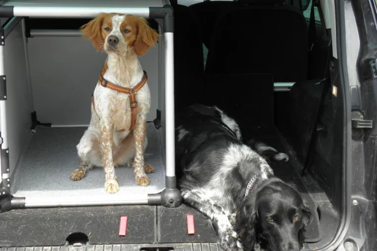 Bild: Der Hund kann nicht schwitzen – Tipps des BJV für Hundehalter an heißen Sommertagen