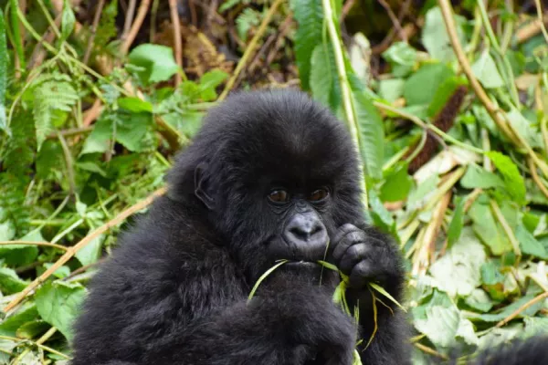 Bild: Im Reich der Berggorillas: Africa Royal Tours bringt Mensch und Tier zusammen