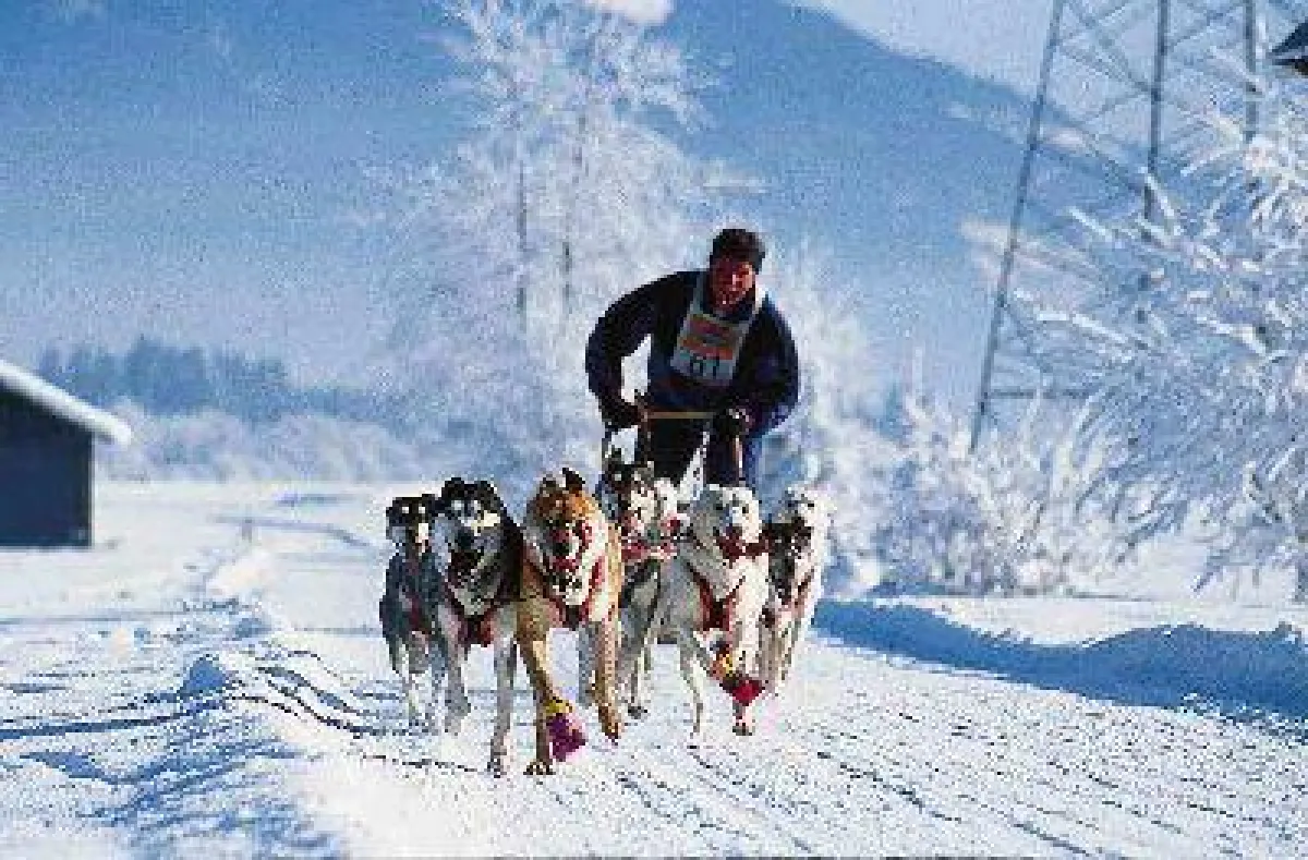 Schlittenhunderennen Haidmühle