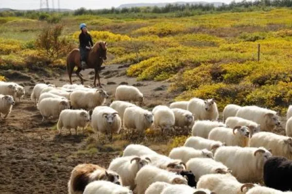 Bild: Last Minute Tipps für den Herbst: Auf nach Island