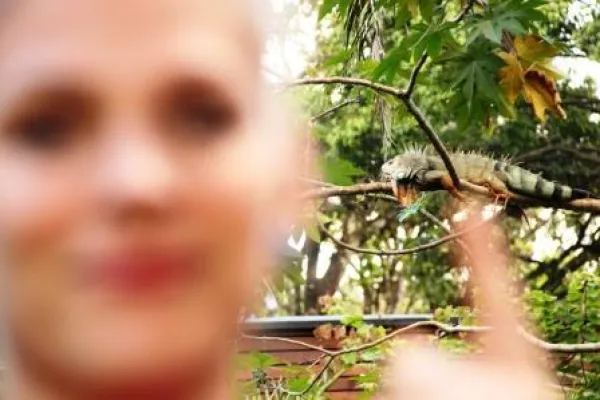 Der sonnenhungrige Leguan Bild: Der sonnenhungrige Leguan