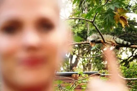 Der sonnenhungrige Leguan Bild: Der sonnenhungrige Leguan