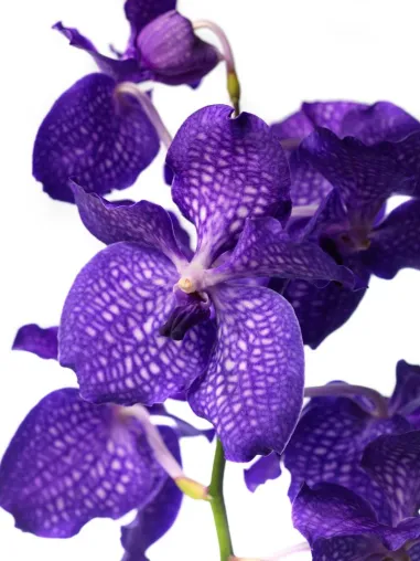 Bild: Faszination VANDA - das Juwel unter den Orchideen Ausstellung bei Belflair in München 03. -13. Juli 2013