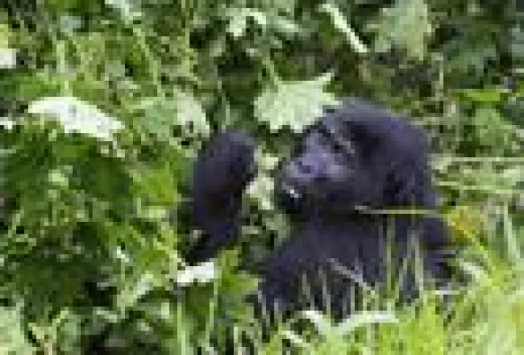 Bild: Unvergessliche Tierbegegnungen in Afrika: Zu den Berggorillas in Uganda