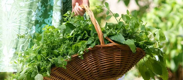 Bild: Vegane Ernährung – wie steht es mit den Mikro-Nährstoffen?