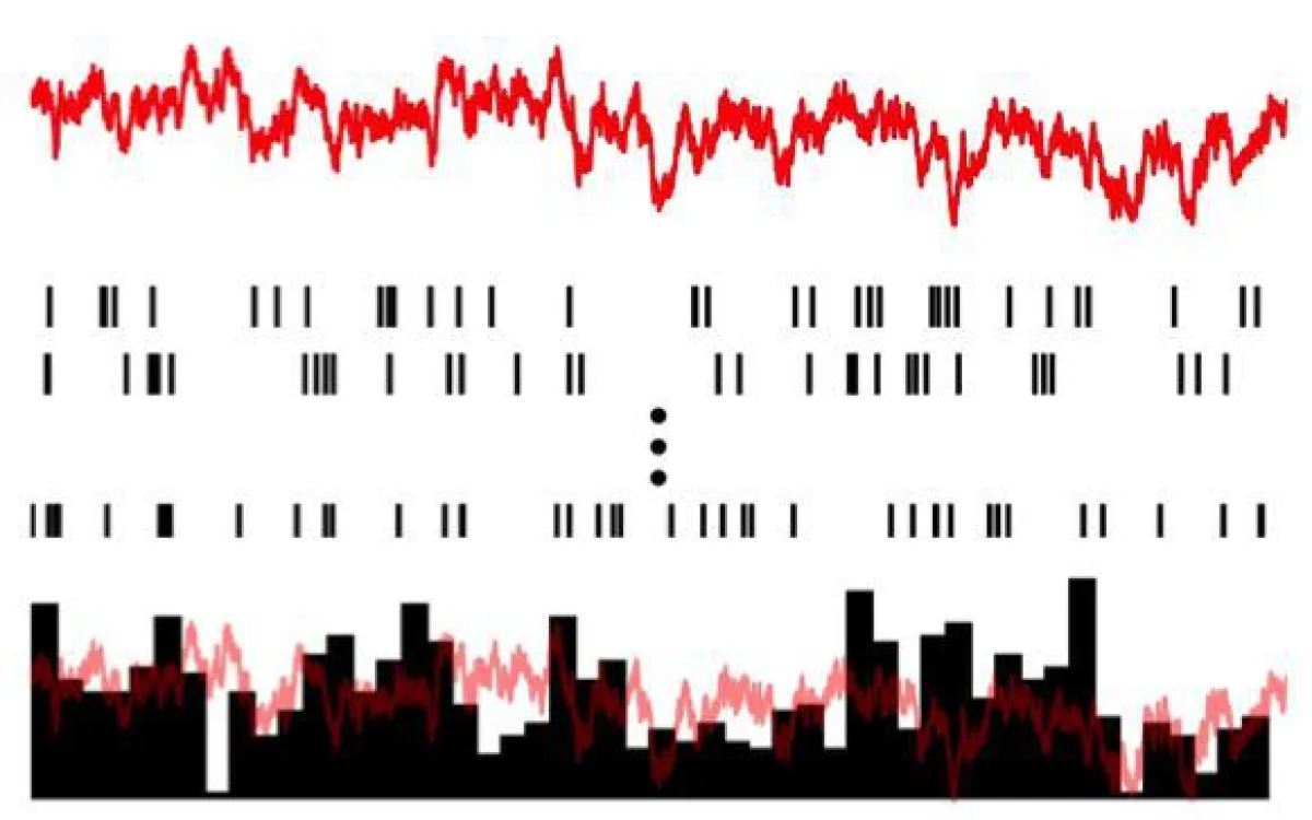 The stimulus (red trace) produces a spiking response within its neurons (thin black bars). Within linear response theory, the neuronal response is a frequency-filtered version of the stimulus. (Herfu