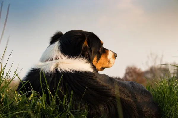 Bild: Stimmungsübertragung auf den Hund: Wie Deine Emotionen das Verhalten beeinflusst