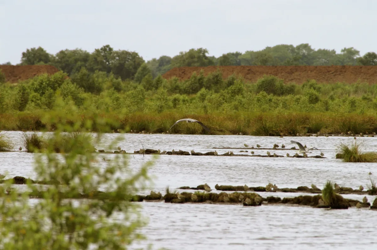Wasservögel im Moor (13.08.2005)