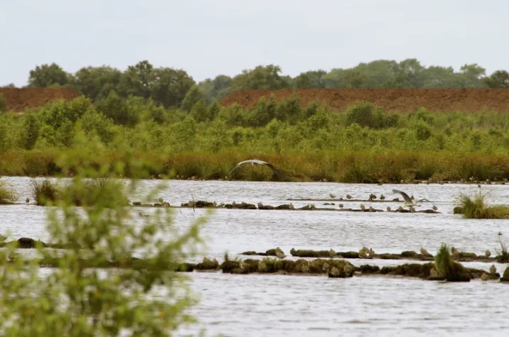 Bild: Fotoworkshop Tiere und Pflanzen im Moor am 20. - 21.08.05 und 03. - 04.09.05