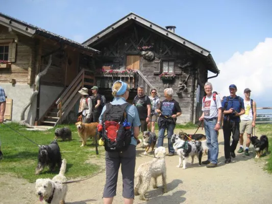 Bild: Wandern ist des Hundes Lust