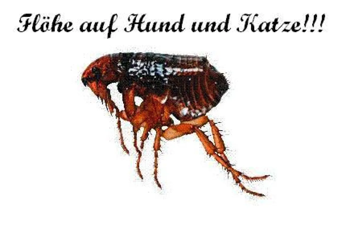 Flöhe bei Hund und Katze - 12 Monate im Jahr!