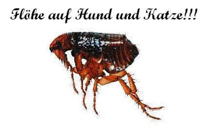 Bild: Zecken und Flöhe bei Hund und Katzen
