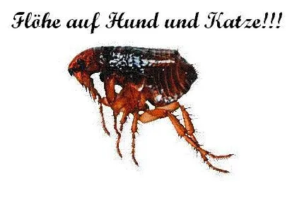 Bild: Zecken und Flöhe bei Hund und Katzen