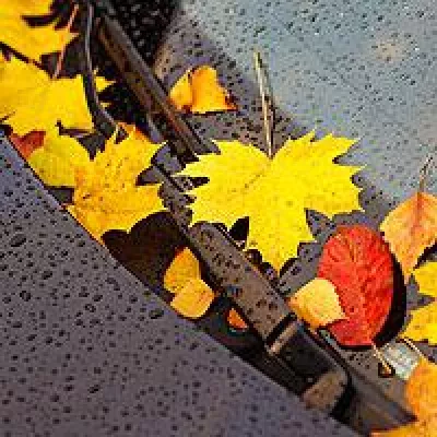 Bild: Mit dem Auto sicher durch den Herbst