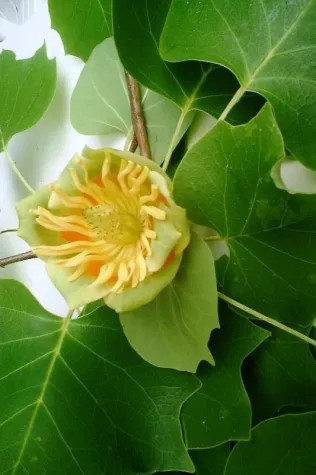 Bild: Amerikanischer Tulpenbaum im Bayerischen Wald