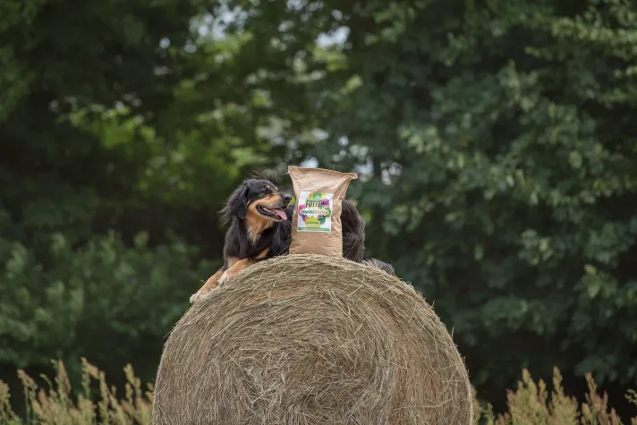 Bild: Hundeernährung der Zukunft: Alternative Proteinquellen auf dem Vormarsch  