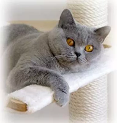 Bild: Profeline Katzen - Kratzbaum - System - Handgearbeitete Qualitätskratzbäume von Katzenkennern
