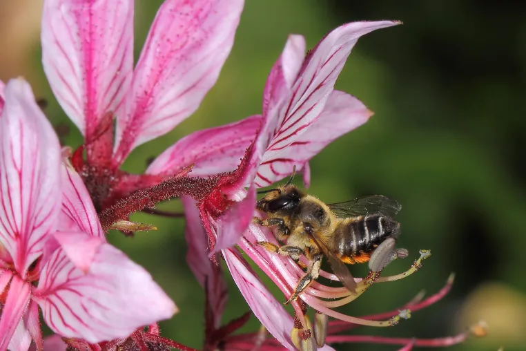Bild: Tapeziertes Eigenheim: Die Garten-Blattschneiderbiene ist die Wildbiene des Jahres 2025