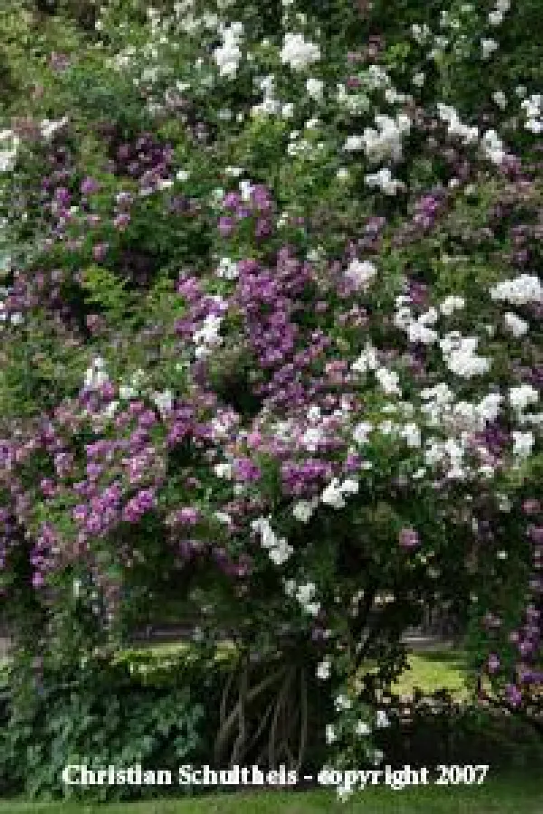 Veilchenblau & Kiftsgate, Rosarium Dortmund