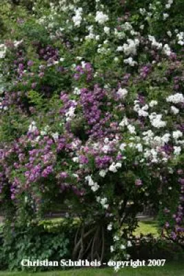 Was sind Rambler-Rosen? Bild: Was sind Rambler-Rosen?