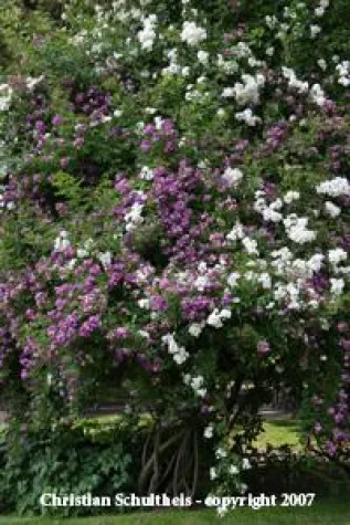 Bild: Was sind Rambler-Rosen?