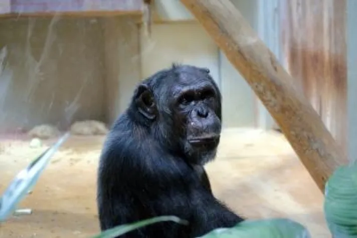 PETA fordert Rücktritt von Zoodirektor Blaszkiewitz Bild: PETA fordert Rücktritt von Zoodirektor Blaszkiewitz