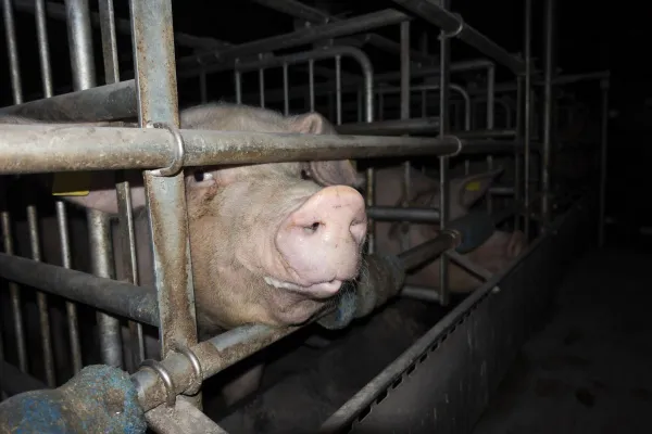 Bild: Grausame Zustände in Schweinehaltung aufgedeckt - Tierschutzbüro erstattet Strafanzeige gegen Schweinebetrieb 