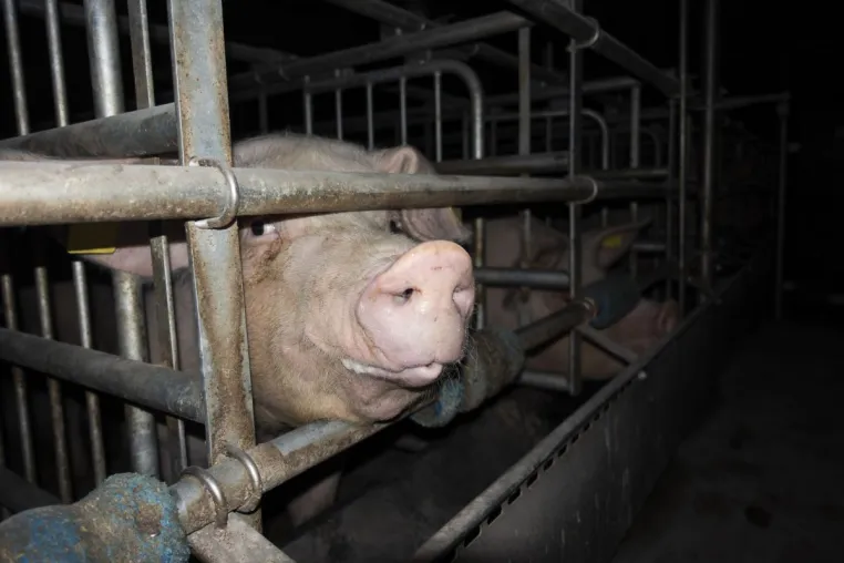 Bild: Grausame Zustände in Schweinehaltung aufgedeckt - Tierschutzbüro erstattet Strafanzeige gegen Schweinebetrieb 