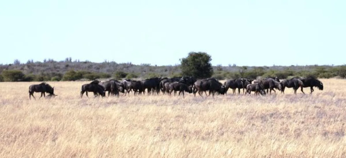 In die Freiheit entlassene Gnus © SAVE