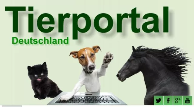 Bild: Dienstleister für Tierbesitzer: Tierportal Deutschland zeigt Hundeschulen und Tierärzte auf einen Blick