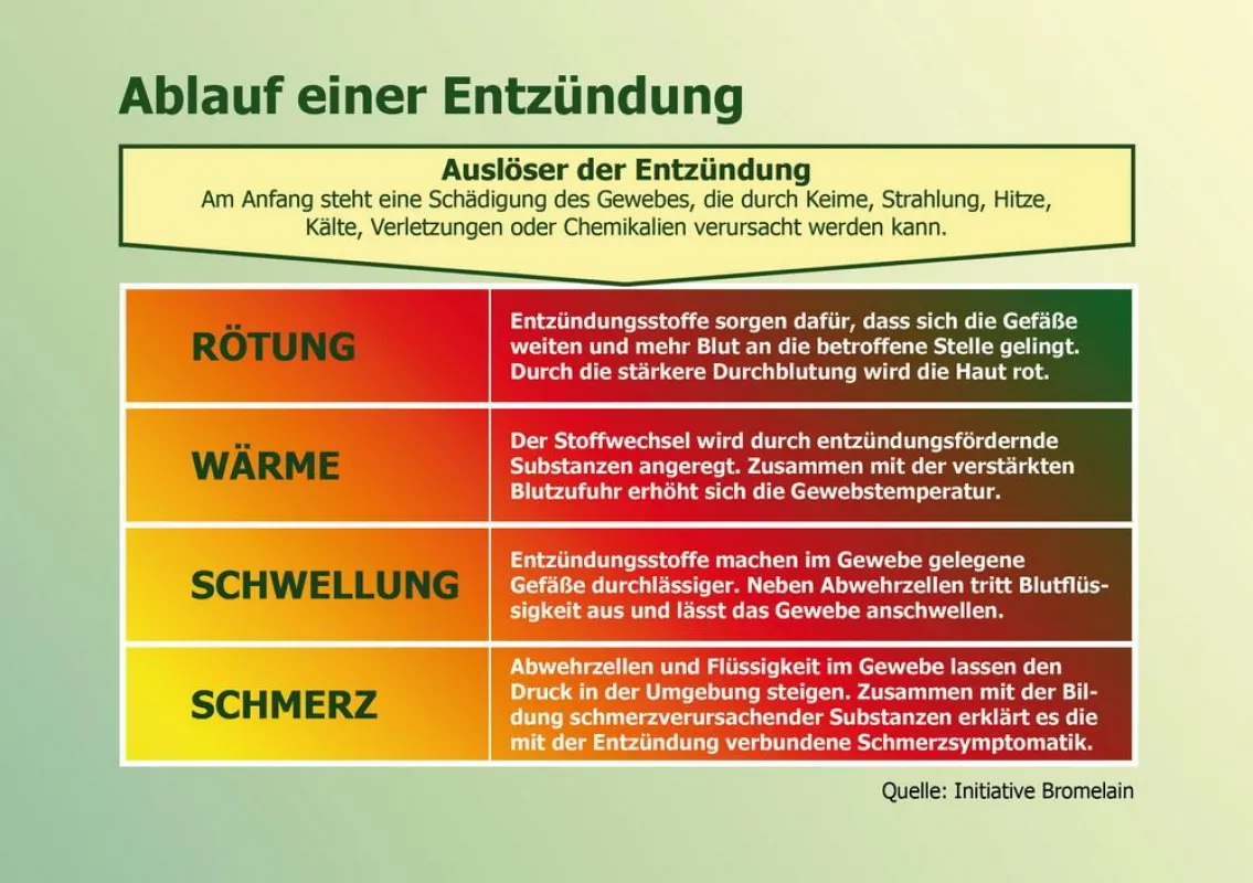 Ablauf einer Entzündung