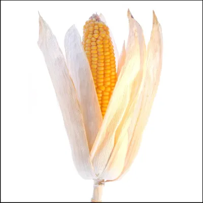 Pflanzen-Aufnahmen Indoor: 1-tägiger Fotoworkshop „Tabletop: Pflanzen-Fotografie“ in Hannover Bild: Pflanzen-Aufnahmen Indoor: 1-tägiger Fotoworkshop „Tabletop: Pflanzen-Fotografie“ in Hannover