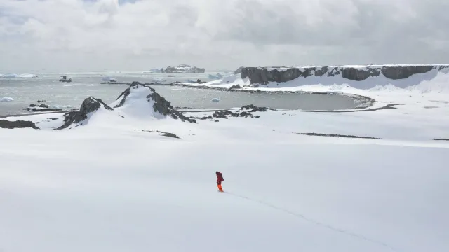 Vogelgrippe in der Antarktis breitet sich aus Bild: Vogelgrippe in der Antarktis breitet sich aus
