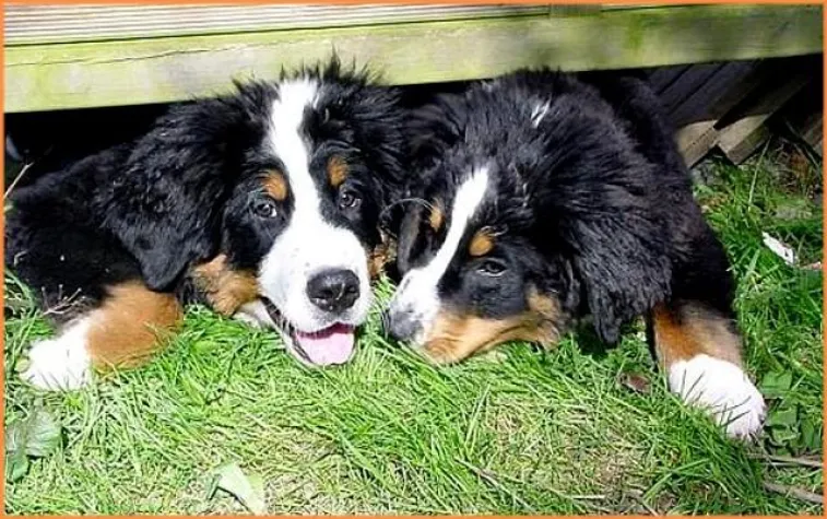 Bild: Berner Sennenhunde in Not e.V. und die Lebenshilfe Rinteln e.V. feiern ein buntes Herbstfest