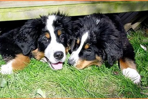 Bild: Berner Sennenhunde in Not e.V. und die Lebenshilfe Rinteln e.V. feiern ein buntes Herbstfest